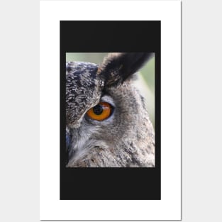 Eurasia Eagle Owl Posters and Art